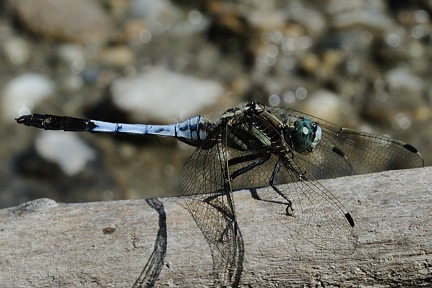 Quesito - Orthetrum albistylum